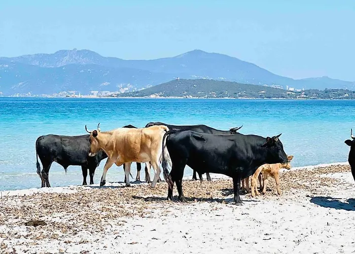 Villa Luxe 5 étoiles à Porticcio, Vue Mer, Proche Des Plages